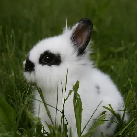 Agriturismo Lieto Colle *